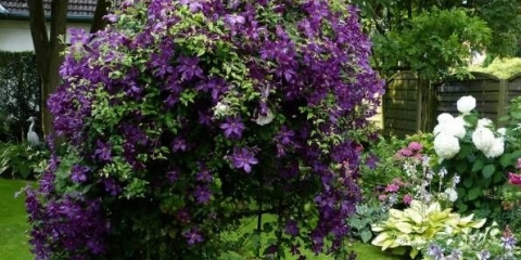 Kako sami napraviti nosač od klematisa